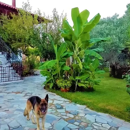 House,with Big Garden & Lawn Apartment Amaliada